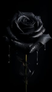 A striking black rose with water droplets against a pitch-black background, creating a dramatic and elegant iPhone wallpaper or phone background.