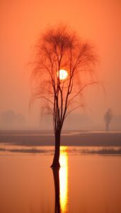 A lone tree stands silhouetted against a bright sunrise, with its reflection in still water, suitable for an iPhone wallpaper or phone background.