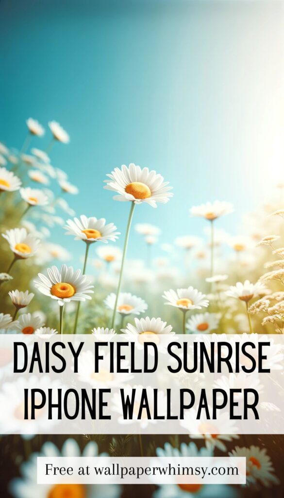 Daisy Field Sunrise IPhone Wallpaper