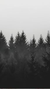 Silhouettes of pine trees in varying shades of gray, fading into a misty background, designed for use as a moody iPhone wallpaper.