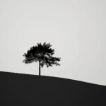 A lone tree silhouette stands against a gradated backdrop, creating a minimalist iPhone wallpaper.
