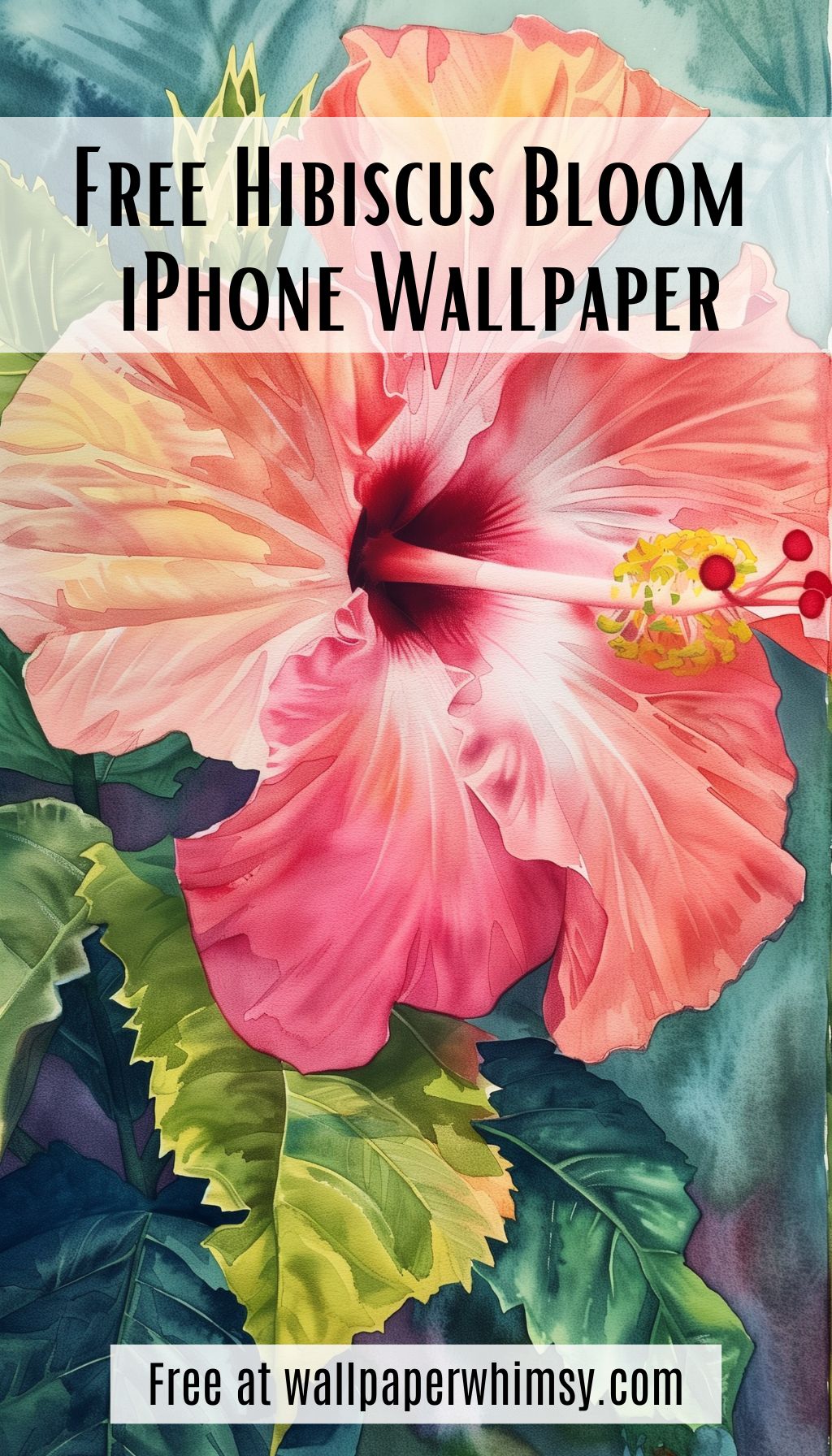 Hibiscus Bloom IPhone Wallpaper graphic.